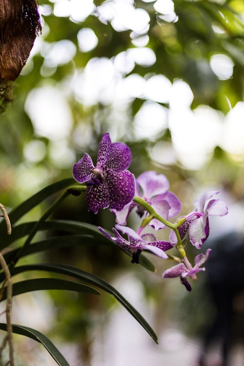 Close-up of Purple Orchids in a Botanical Garden 