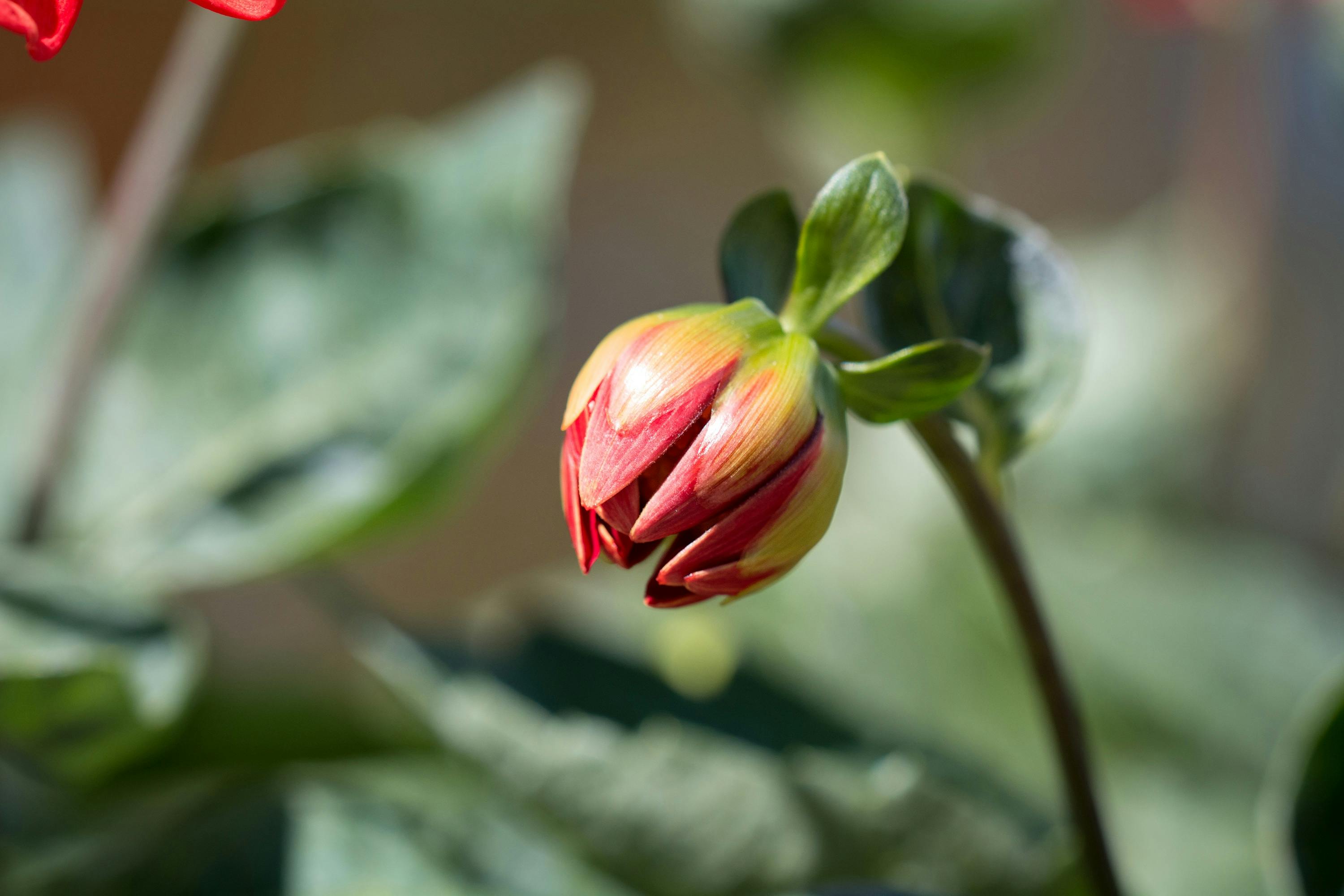Yellow Flower Bud during Day Time · Free Stock Photo Yellow Flower Bud during Day Time · Free Stock Photo