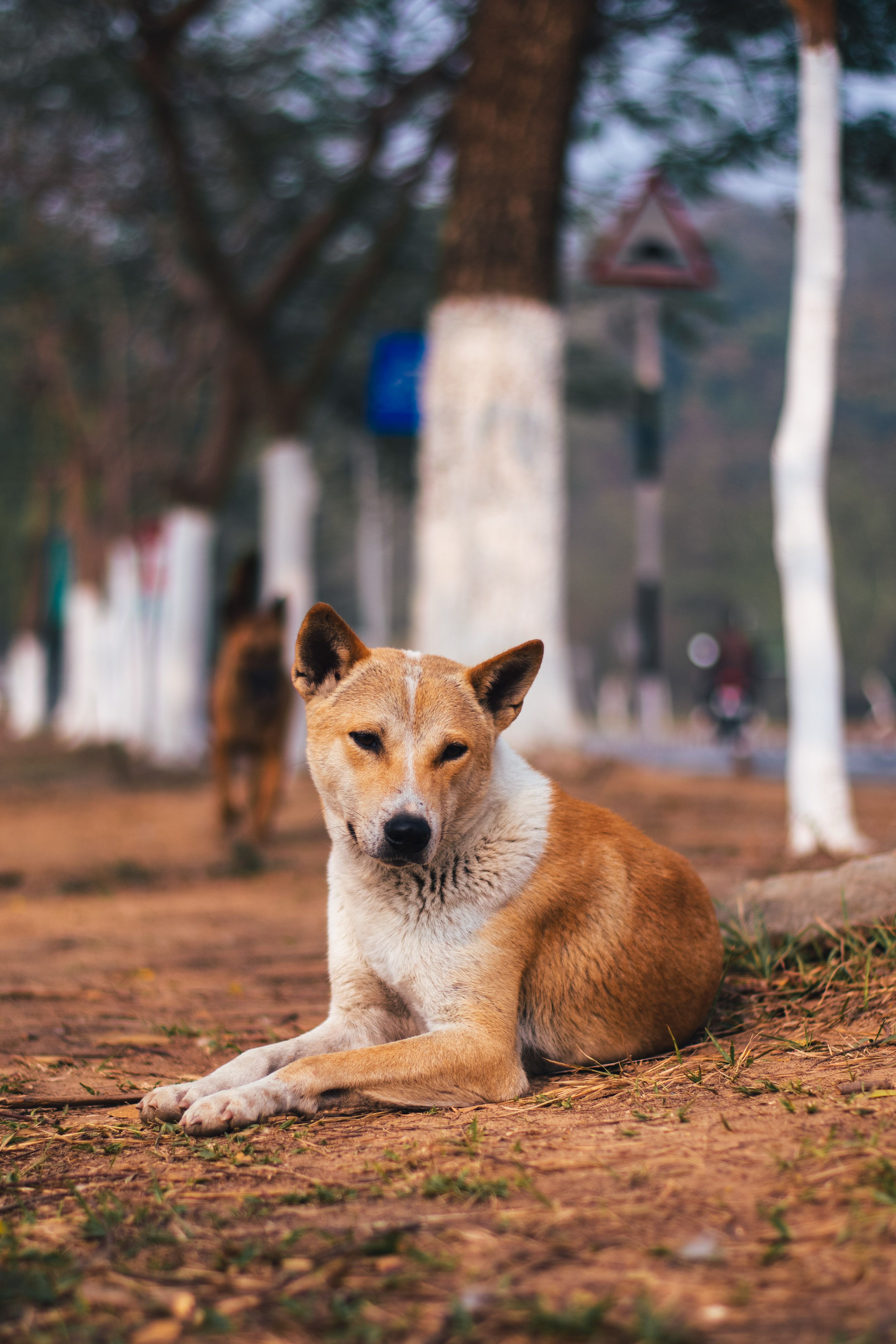 Photo of a Dog Lying on the Ground in a Park · Free Stock Photo