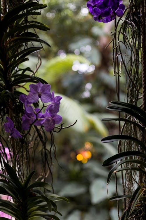Purple Flowers among Leaves