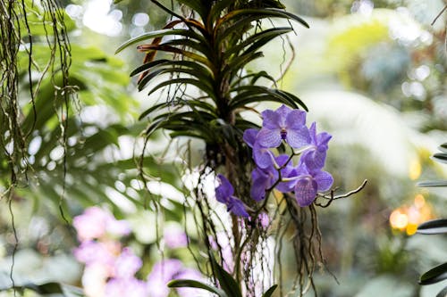 Ilmainen kuvapankkikuva tunnisteilla kasvi, kukat, lähikuva