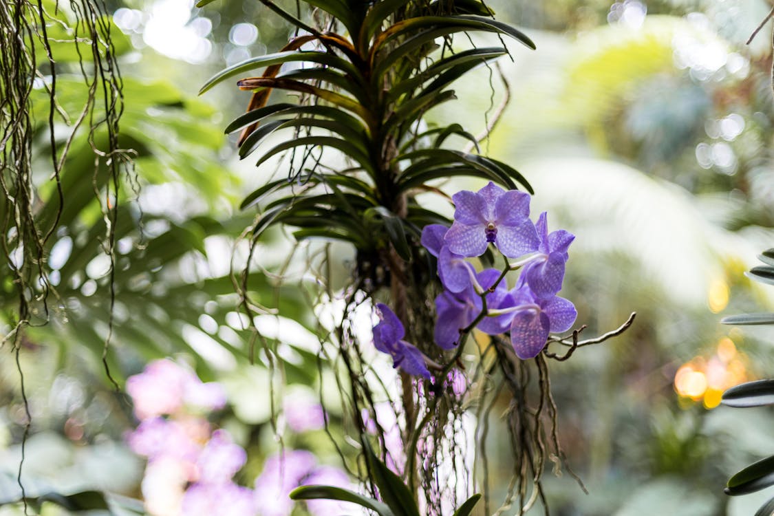 Purple Vanda Orchid