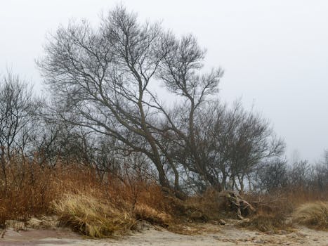A serene beach scene with barren trees and grassy dunes on a misty winter day.
