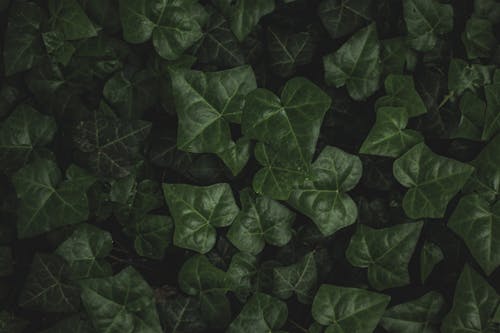 Close-up of Dark Green Ivy Leaves 