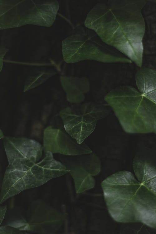 Darmowe zdjęcie z galerii z liście, natura, pionowy strzał