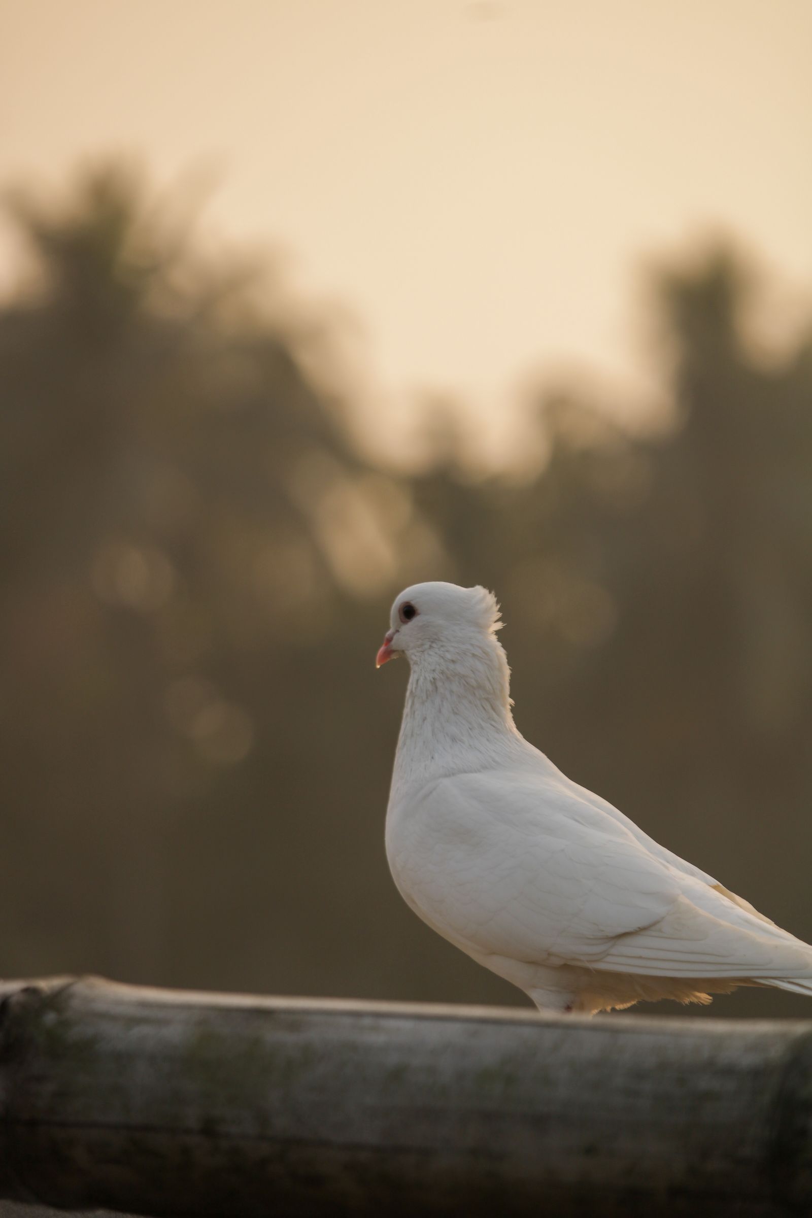White Dove Photos, Download The BEST Free White Dove Stock Photos & HD ...