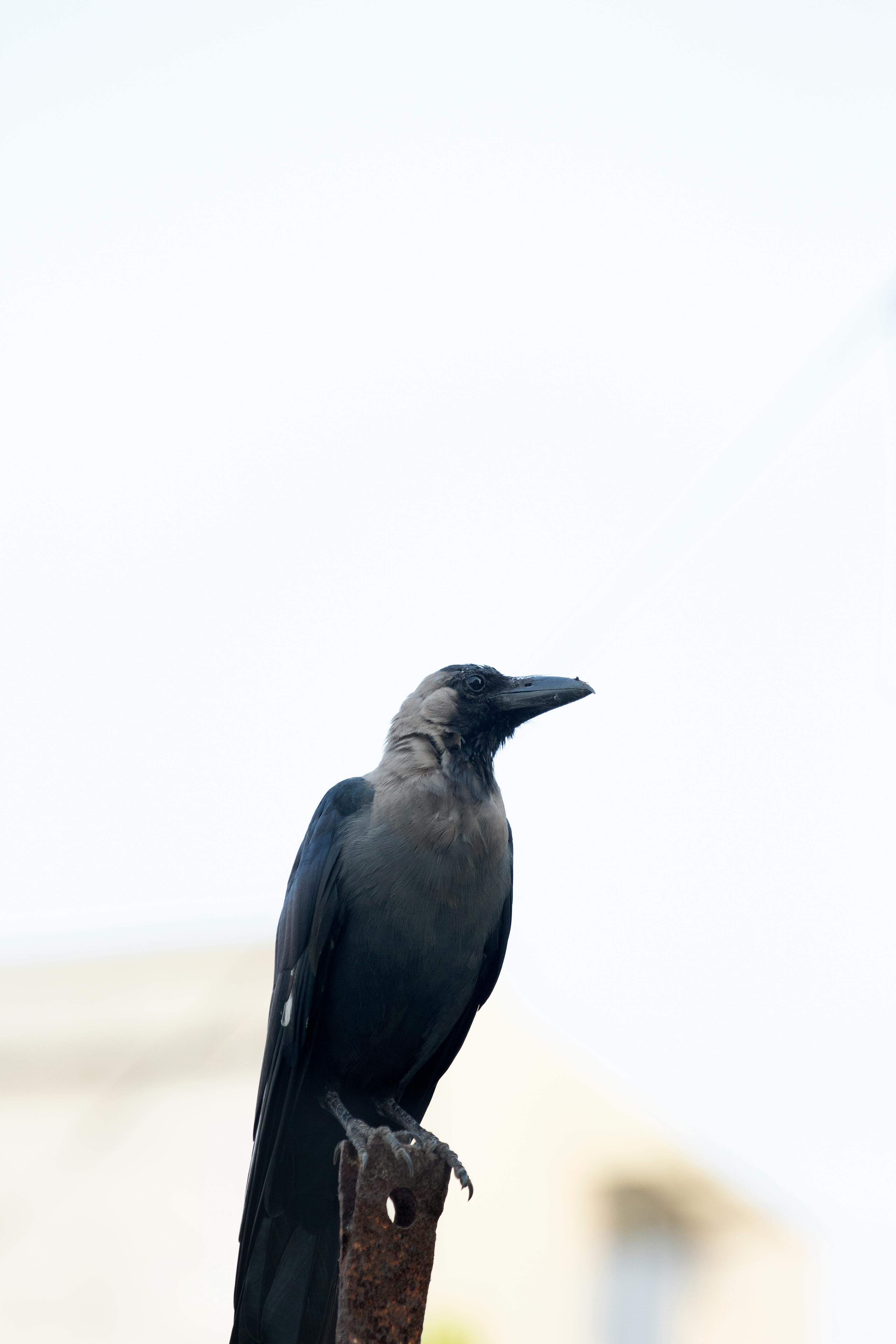 Free stock photo of bird, crow, raven