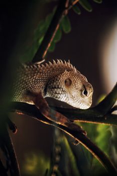 lizard photo