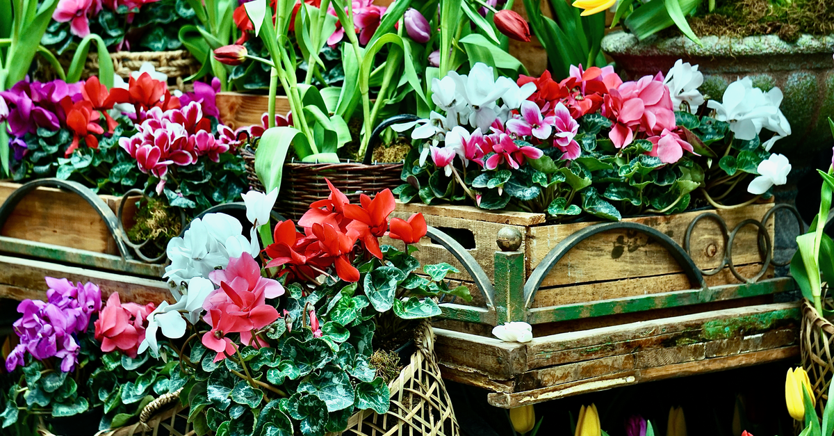 Comment Maîtriser l'Art du Jardinage en Conteneurs