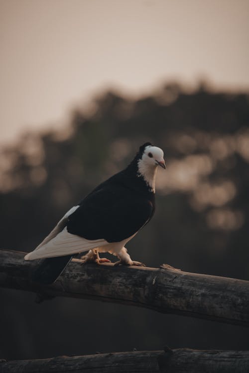 Perching White and Black Serbian Highflyer Pigeon