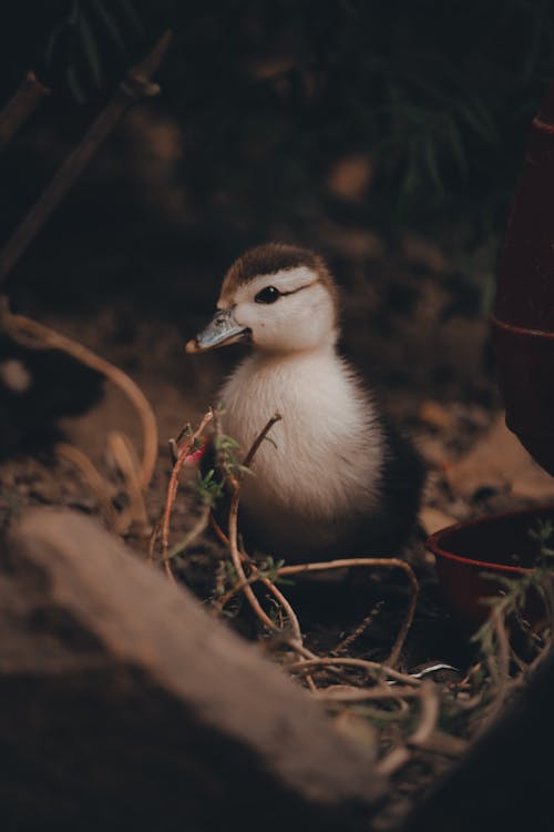 Foto profissional grátis de ave, ave aquática, aves domésticas