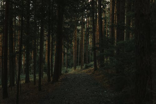 影, 木, 森林の無料の写真素材