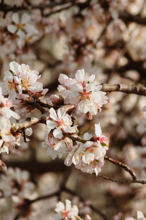 Free Stunning close-up of cherry blossoms in full bloom during spring. Stock Photo
