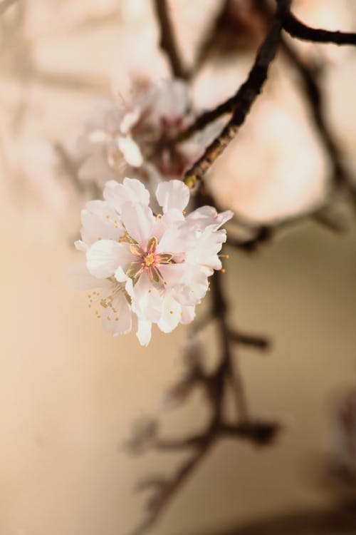 Gratis Fotos de stock gratuitas de de cerca, floraciones, Fresco Foto de stock