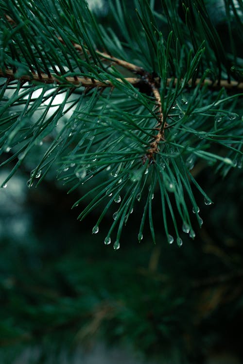 Raindrops Dripping Down Pine Needles