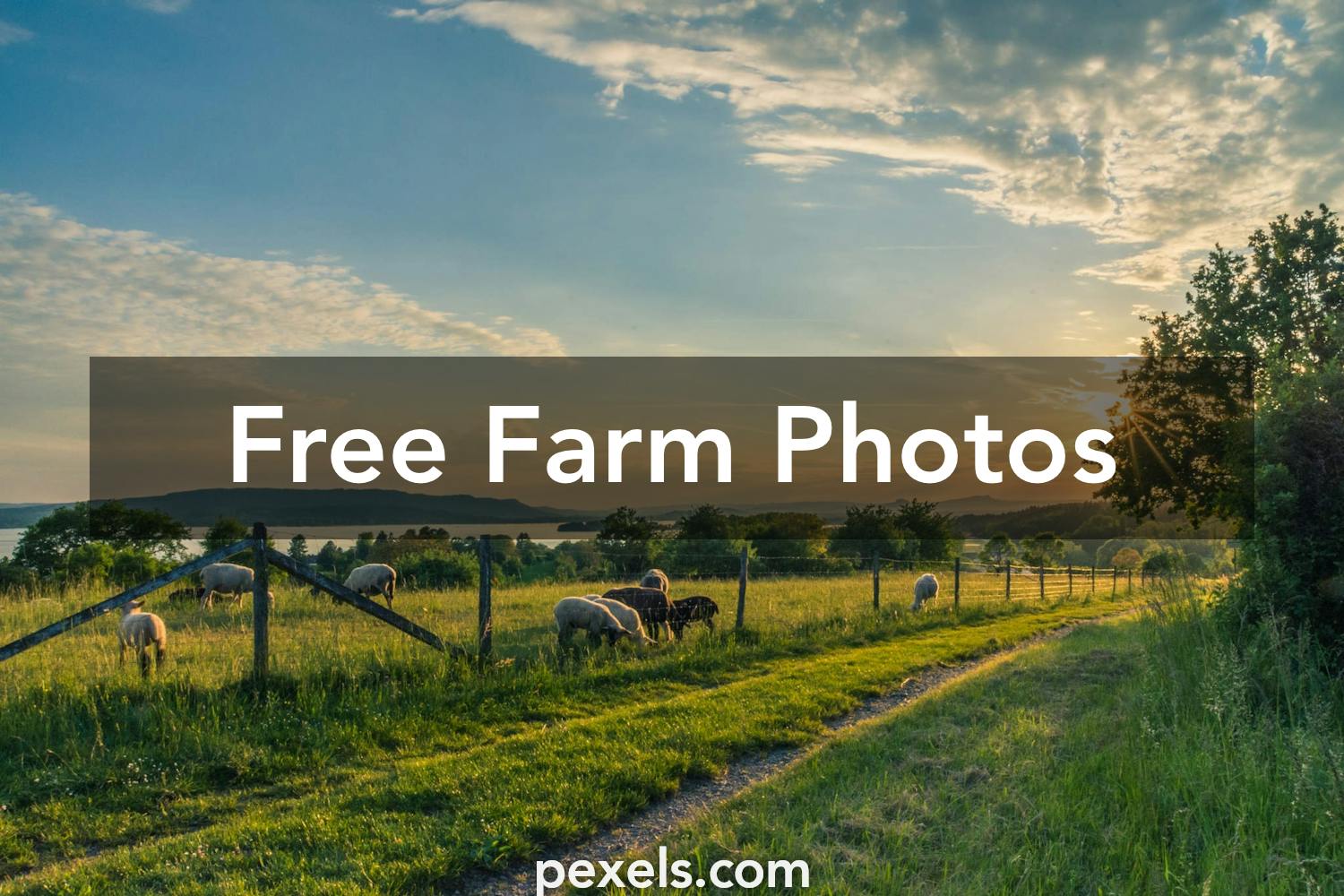 300 Farm  Pictures  Pexels   Free Stock Photos