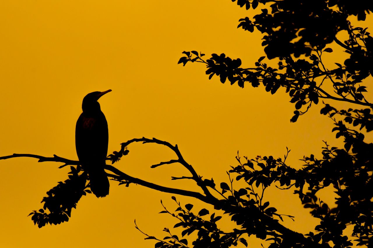 a serene silhouette of a bird perched on a branch against a golden sun