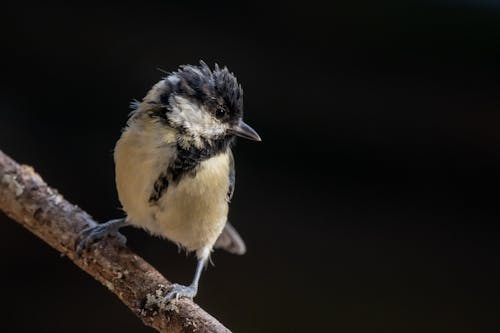 Close up of Great Tit Bird