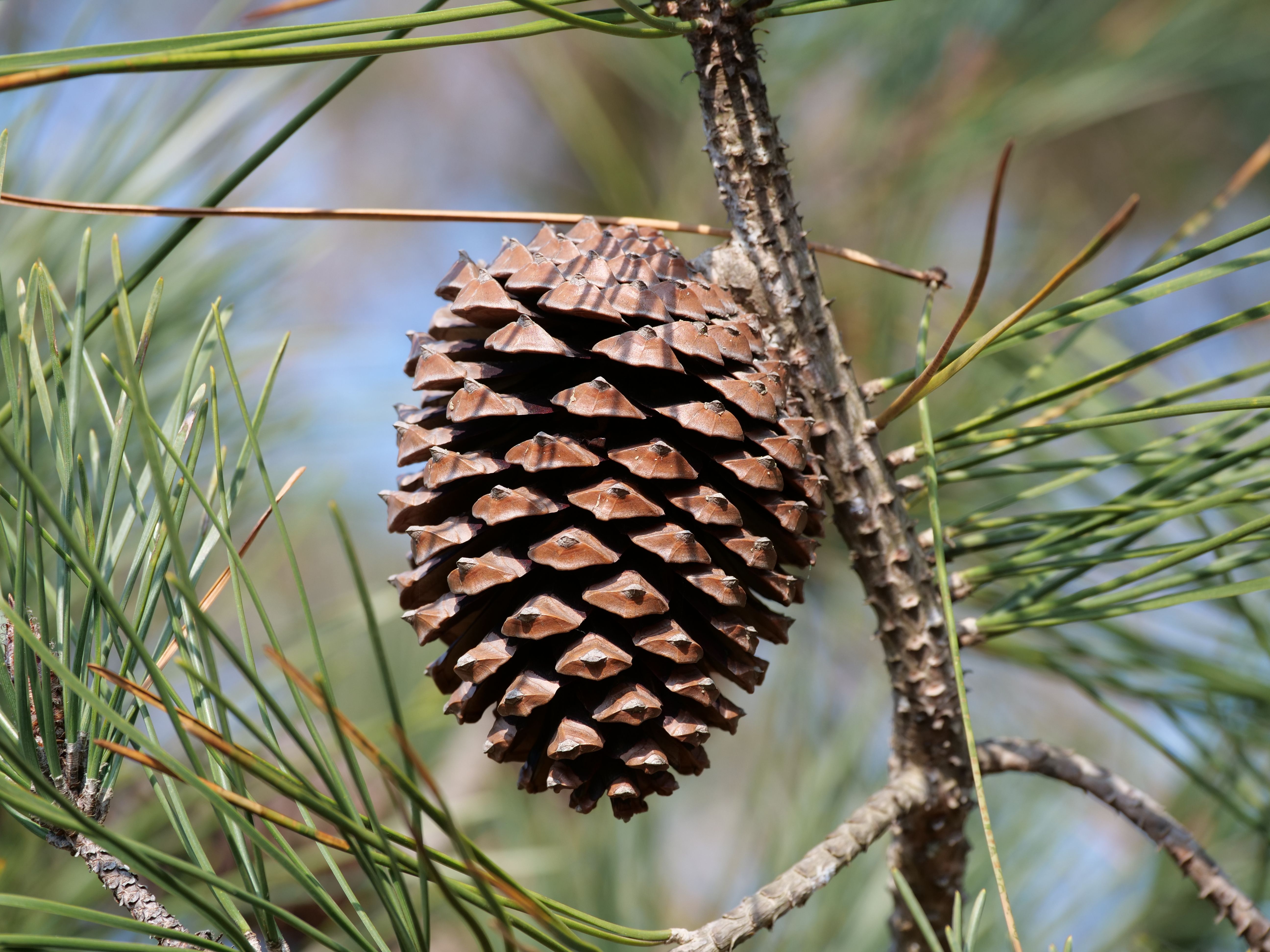 Foto de stock gratuita sobre agujas de pino, al aire libre, árbol ...
