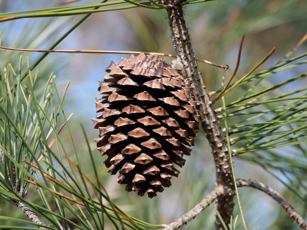 Foto de stock gratuita sobre agujas de pino, al aire libre, árbol ...