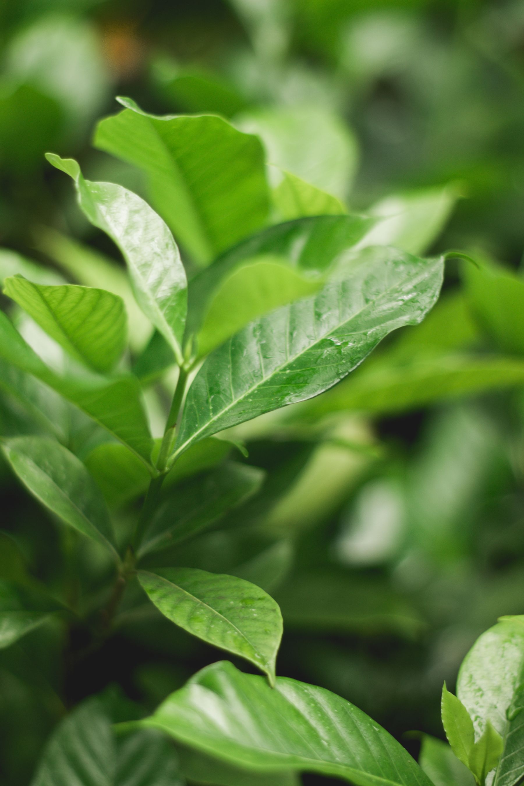 Fresh green plant leaves