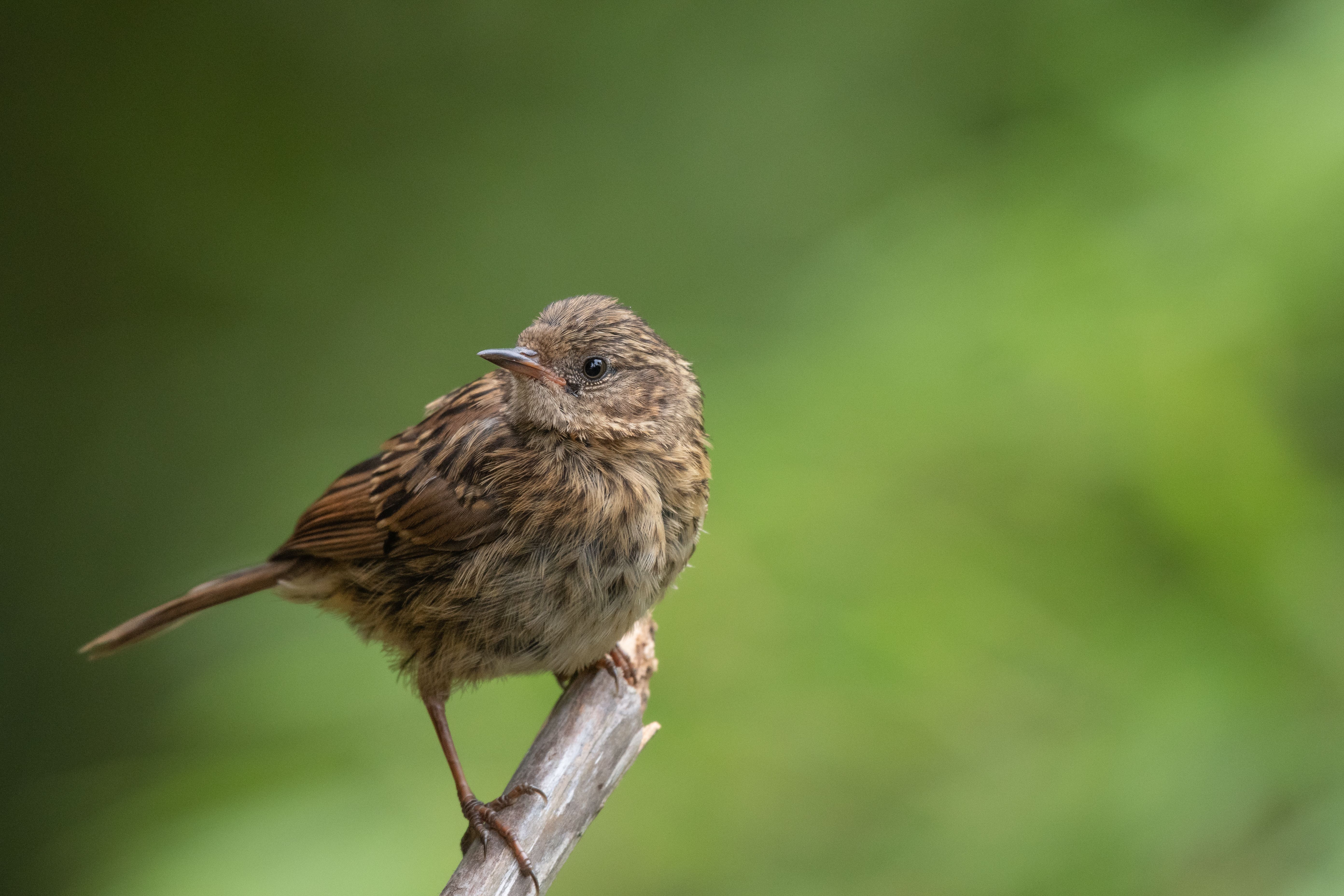 Dunnock British bird profile