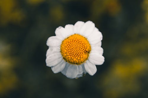Chamomile with Falling Petals