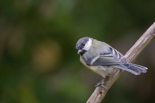 Free Close-up of a Great Tit perching on a branch in natural habitat. Stock Photo