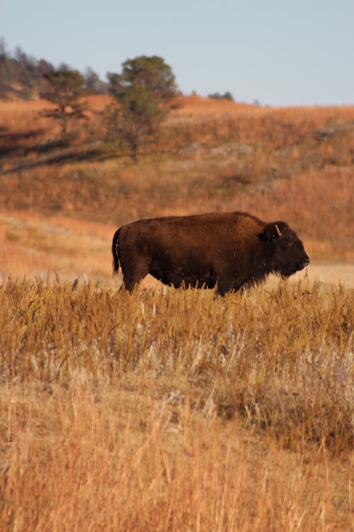 Selective Focus Photography of Bison