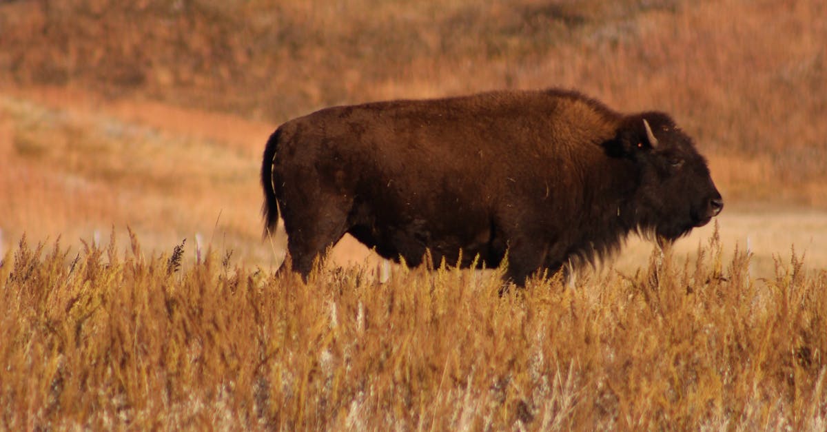 專家提醒:保護荒漠草原刻不容緩,守護生態與經濟雙贏