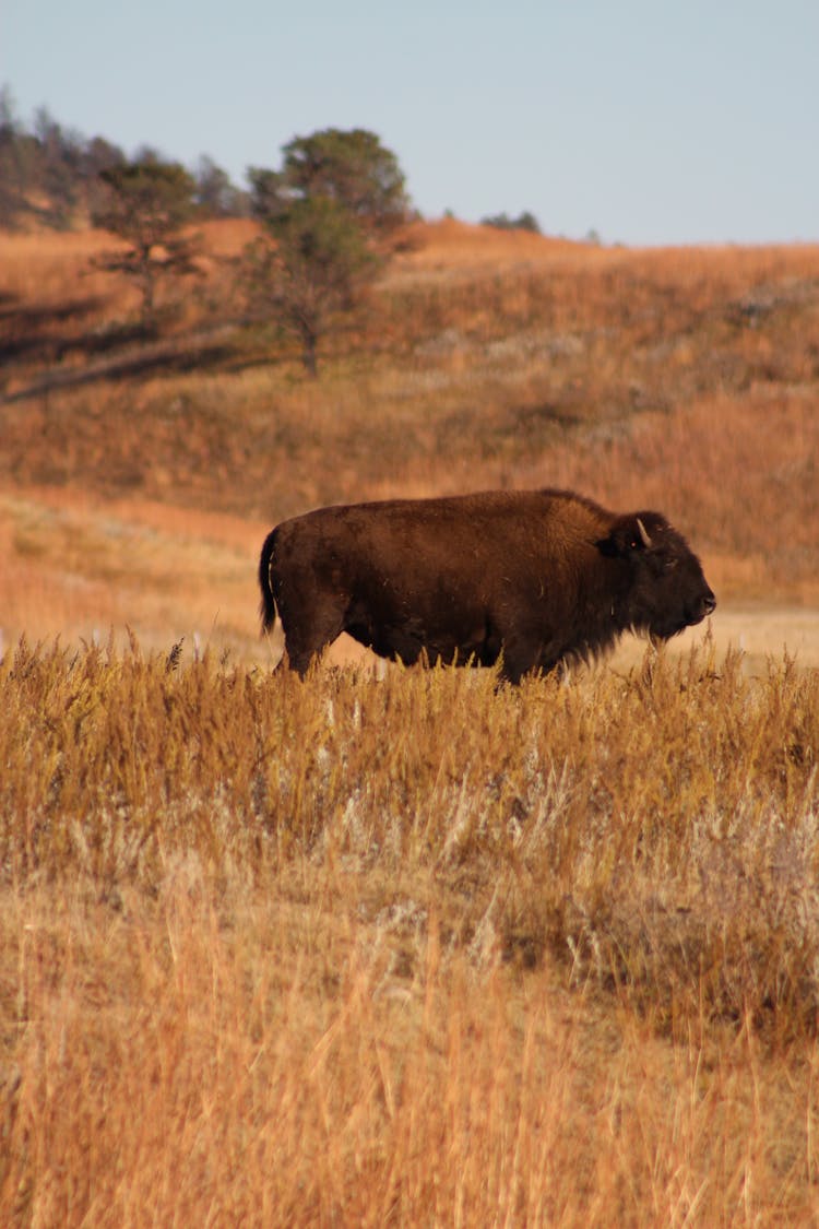 Selective Focus Photography Of Bison