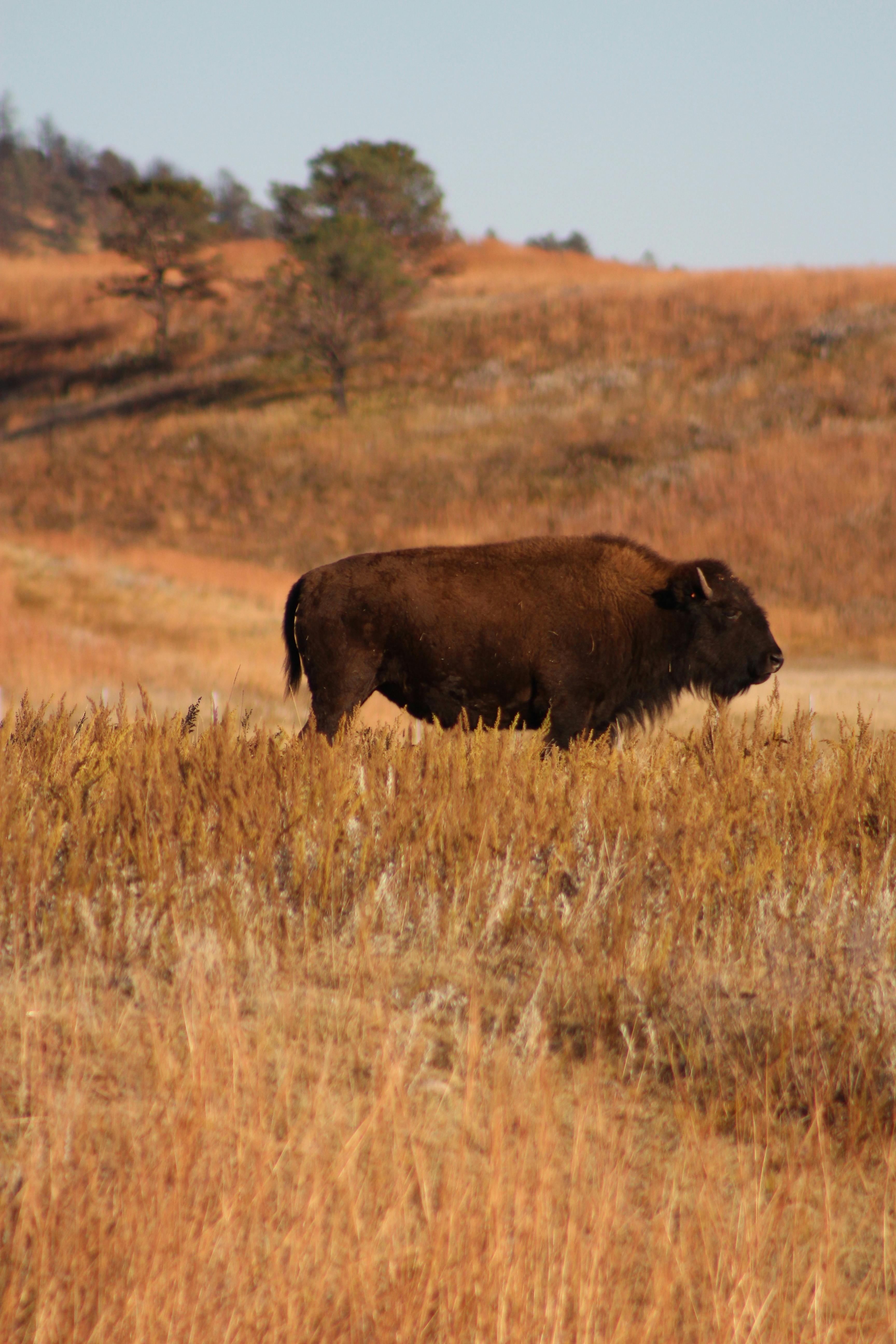 Free Stock Photo Of Banteng Bidang Binatang