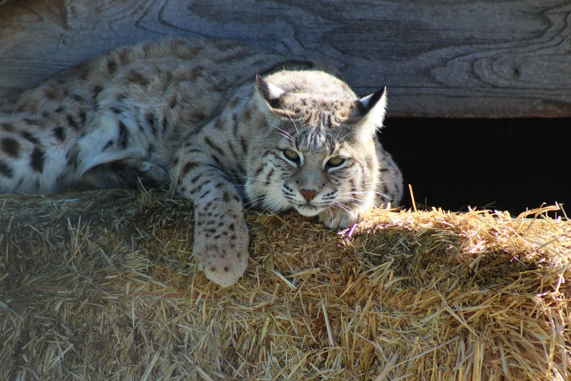 Attentive wild lynx with spotted gray fur resting on hay bale in wildlife sanctuary in sunlight