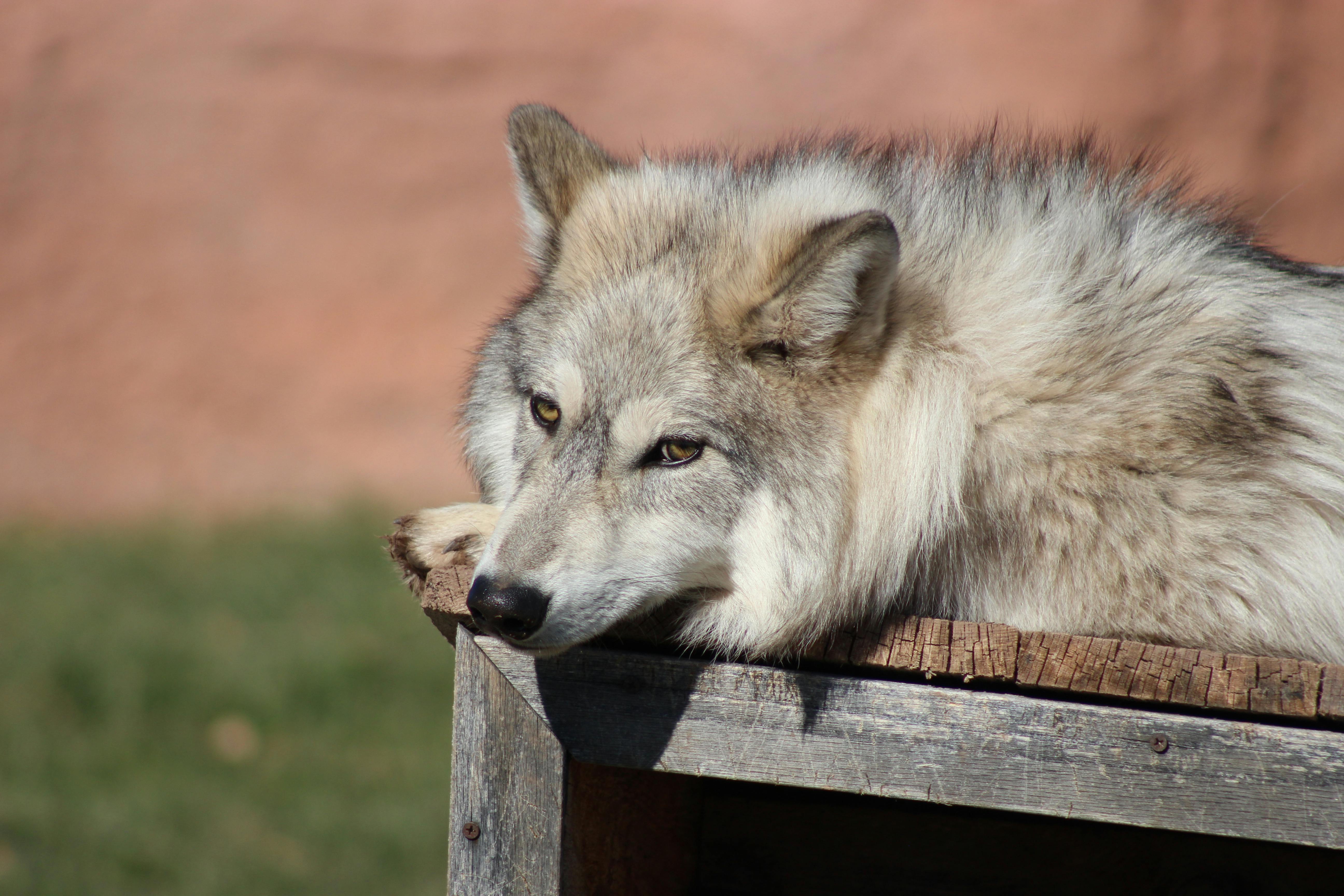 wolf lying on doghouse in sanctuary