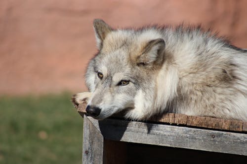 Wolf lying on doghouse in sanctuary