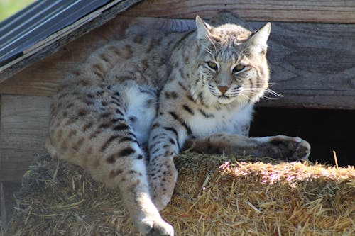 Graceful gray lynx lying on straw bed and looking away attentively in wildlife sanctuary