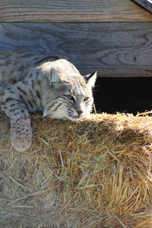 Lazy lynx lying on hay bale in zoo