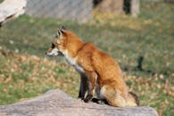 Side view young red fox sitting on dry tree trunk and looking away in sunny sanctuary