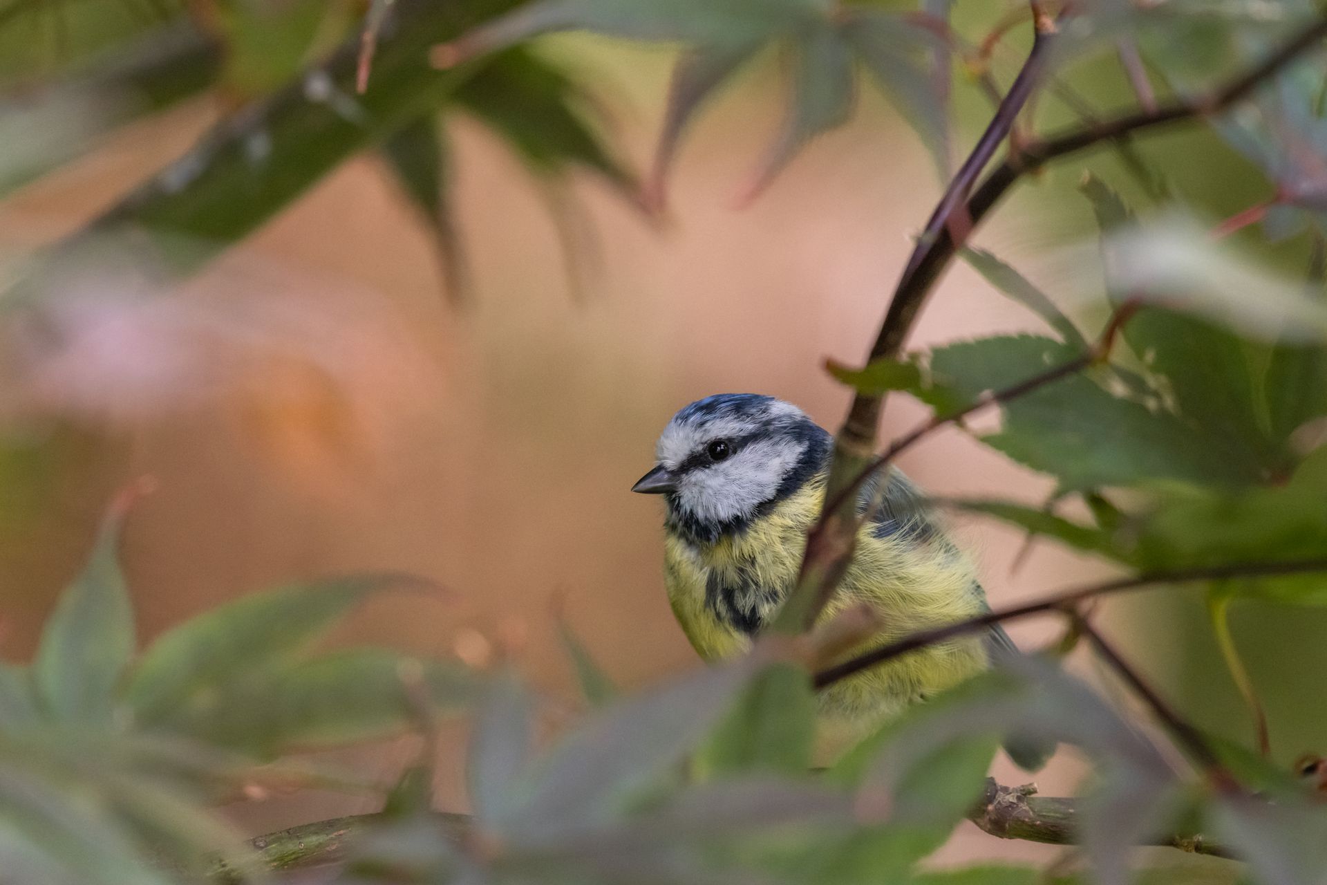 Eurasian blue tit perched amidst foliage in French countryside, showcasing vibrant plumage.