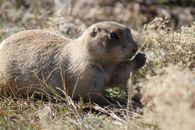 Cute gopher on grassy lawn in nature