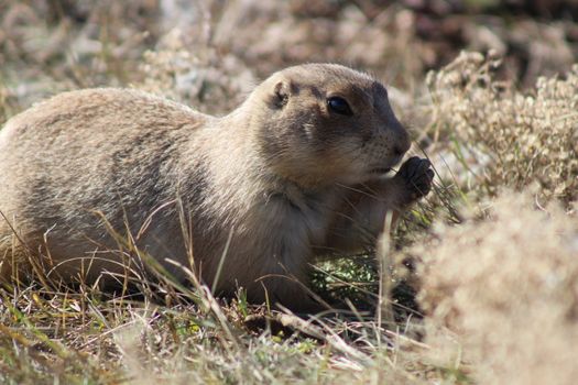 Cute gopher on grassy lawn in nature