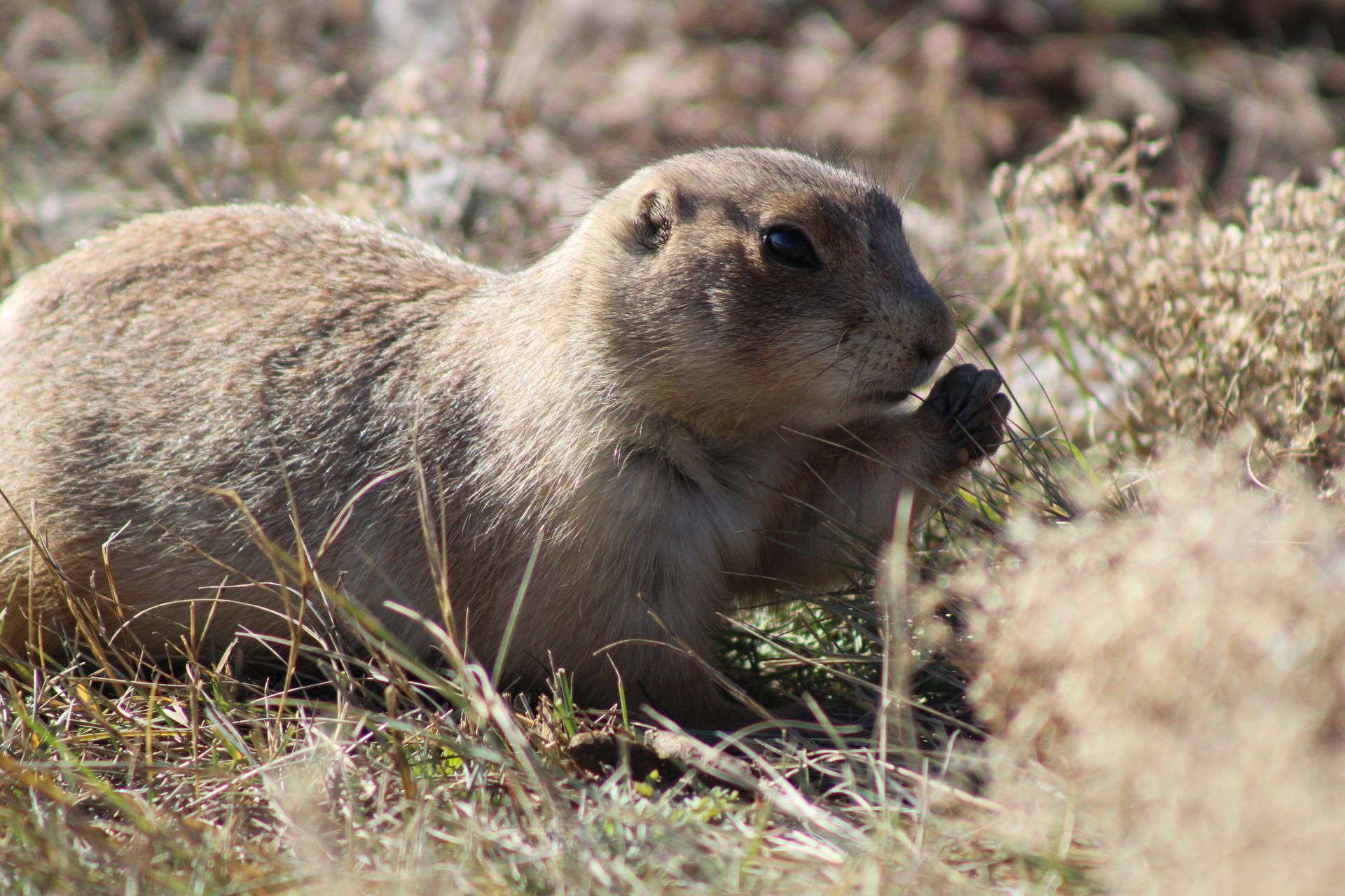 Cute gopher on grassy lawn in nature