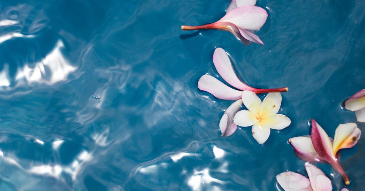 Close-up of Pink Flowers in a Pool · Free Stock Photo