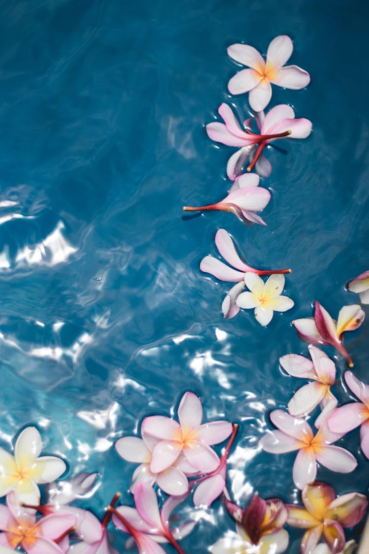 Close-up Of Pink Flowers In A Pool