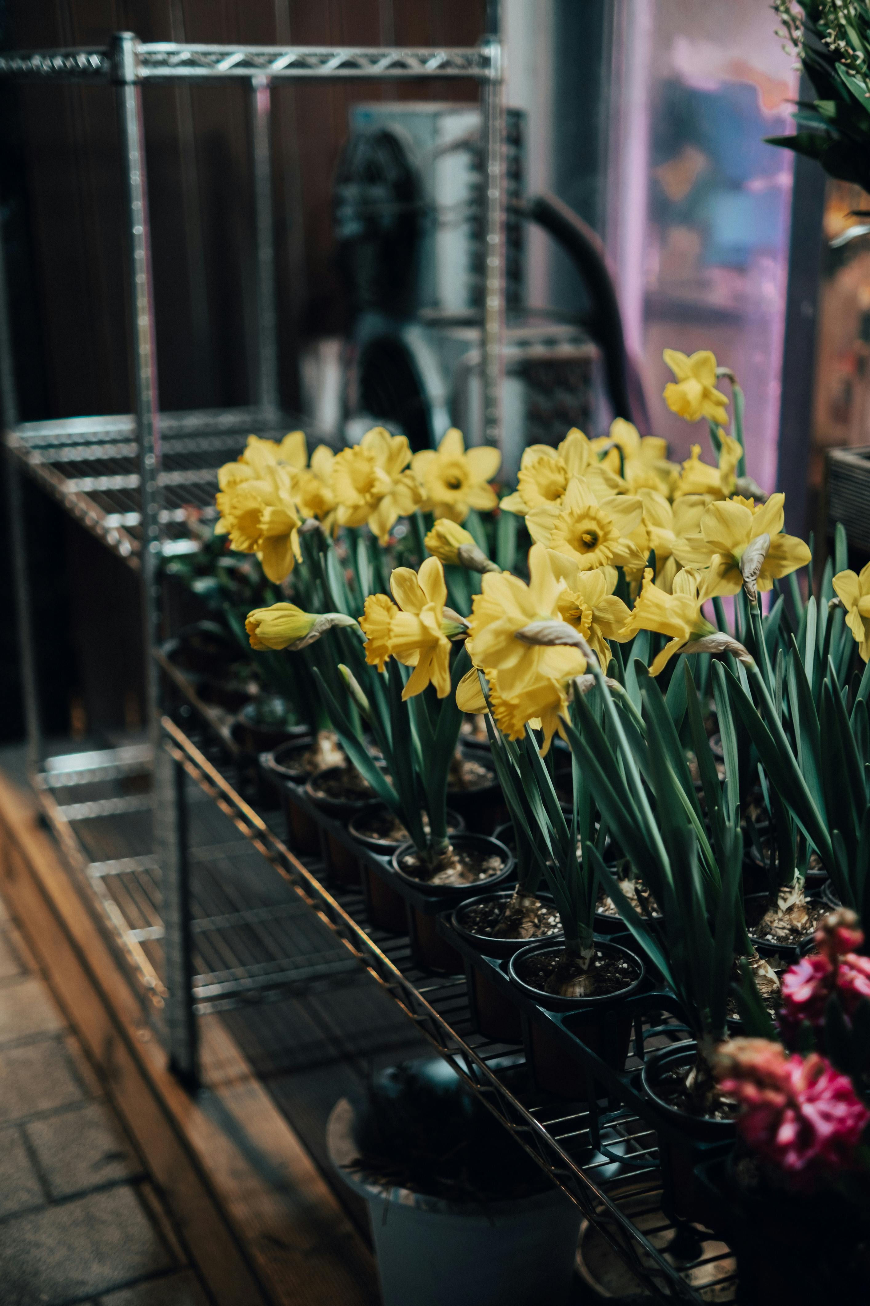Daffodils in Pots on a Shelf · Free Stock Photo