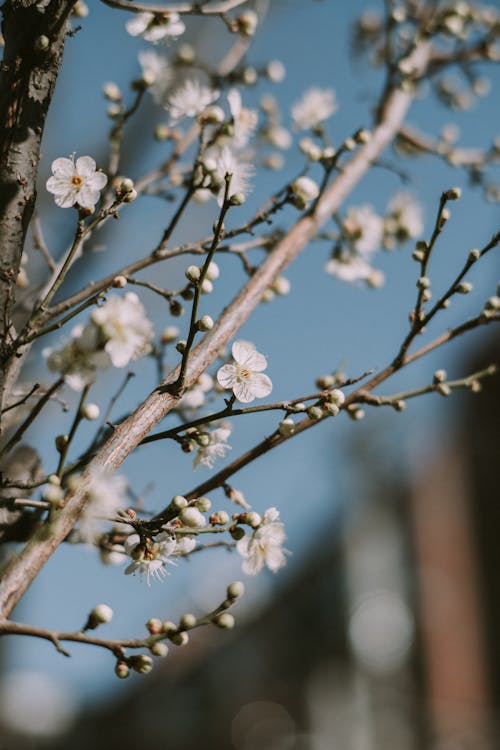 Close-up of Blooming Tree against Blue Sky