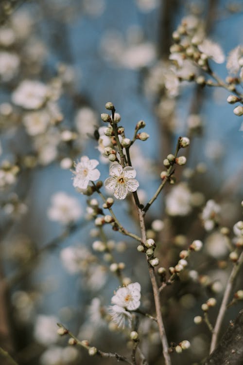 가지, 꽃, 꽃봉오리의 무료 스톡 사진