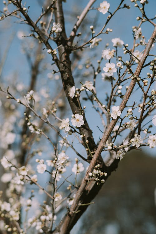 Close-up of Cherry Blossom 