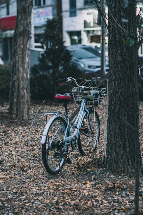Photos gratuites de arbres, automne, bicyclette