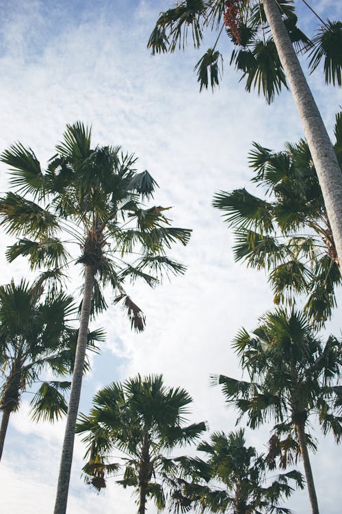 Tropical Palm Trees Seen From Ground